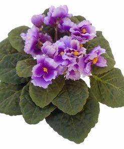 FLOR VIOLETA UN