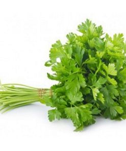 SALSA HIDROPONICA UN