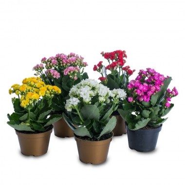 FLOR KALANDIVA UN FLOR KALANDIVA UN