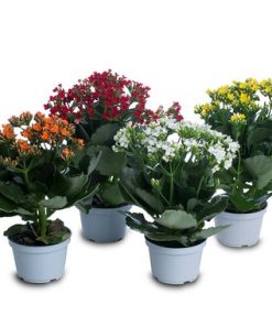 FLOR KALANCHOE/KALANDIVA UN