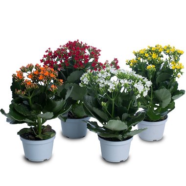 FLOR KALANCHOE/KALANDIVA UN FLOR KALANCHOE/KALANDIVA UN