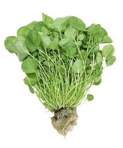 AGRIAO HIDROPONICO UN